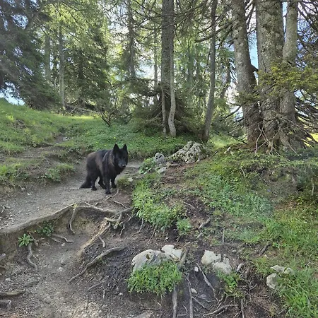 Tauplitzhaus Der Naturfreunde - Naturfreundehaus Auf Der * Tauplitzalm